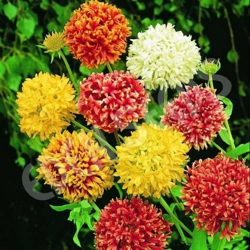 Heirloom Mixed Gaillardia Double Blanket Flower Seeds – Non-GMO, Bright Pollinator-Friendly Flower Seeds